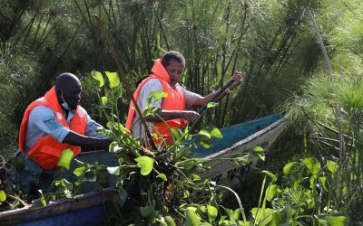 Kenyan Turns Water Hyacinth Weed into Cooking Fuel.